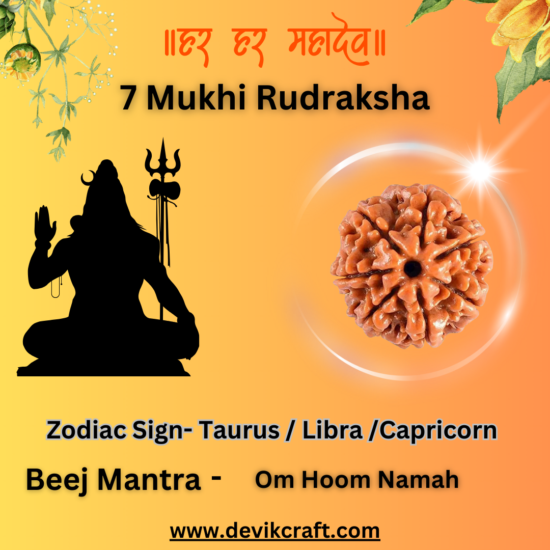 7 Mukhi Rudraksha Original Certified Natural