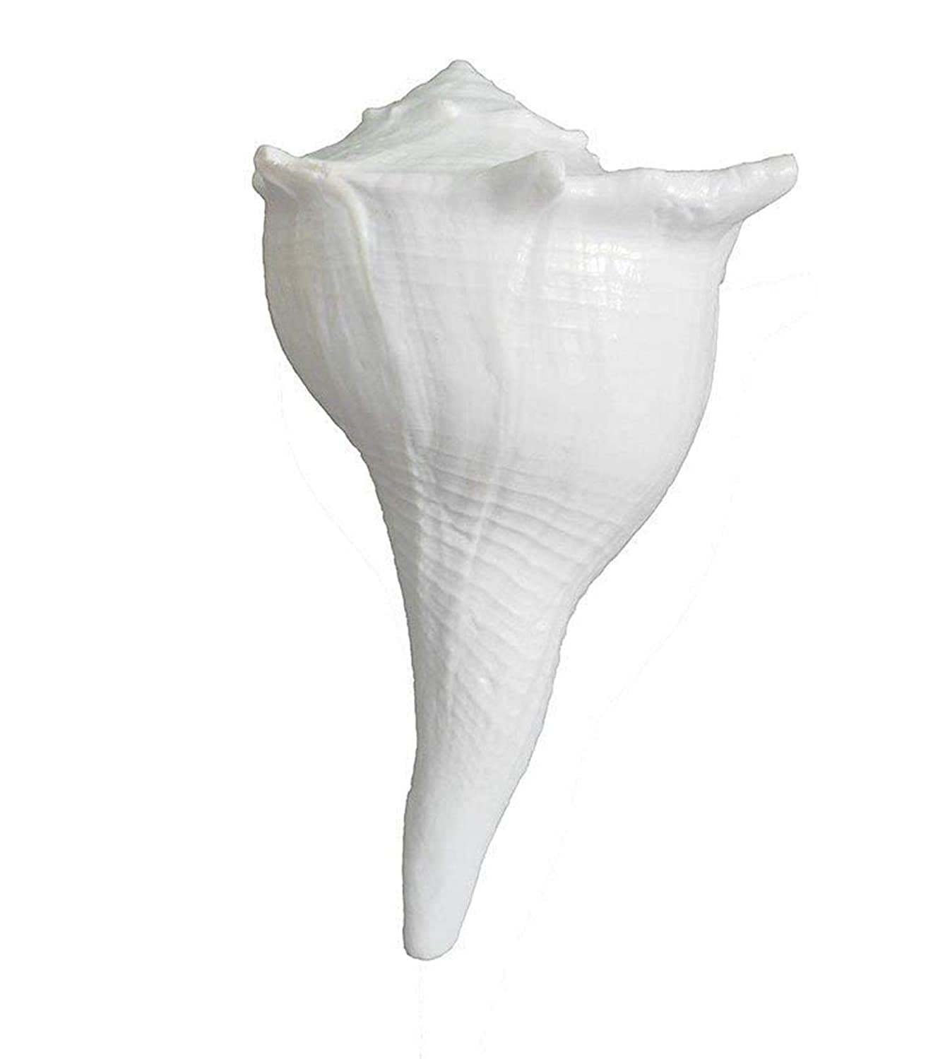 Original Dakshinavarti Shankh with Stand