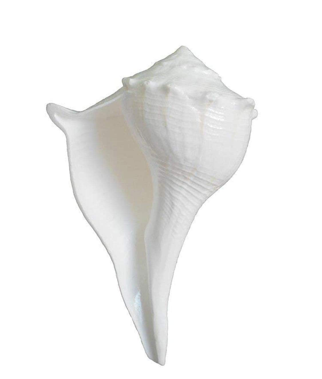 Original Dakshinavarti Shankh with Stand
