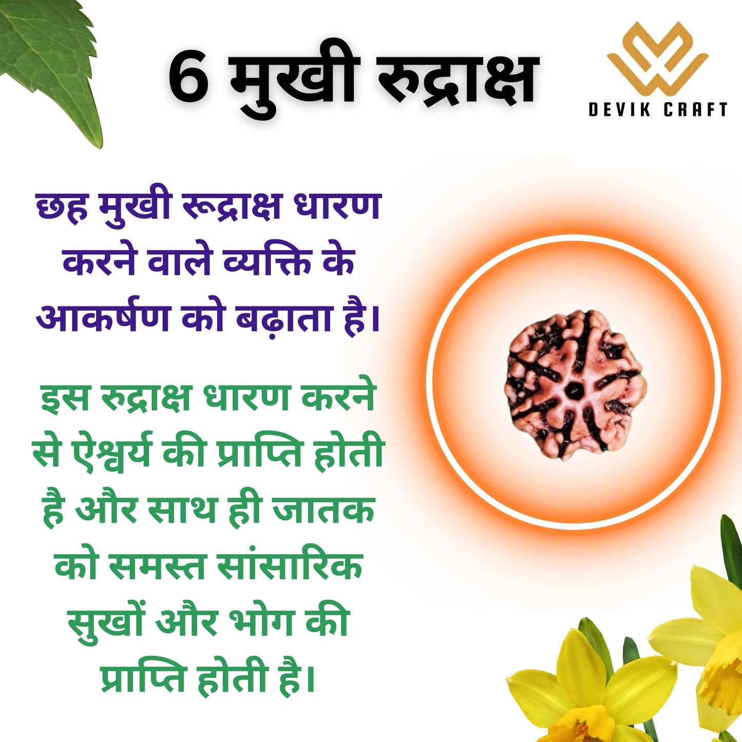 6 Mukhi Rudraksha - Certified Nepali Bead for Spiritual Balance