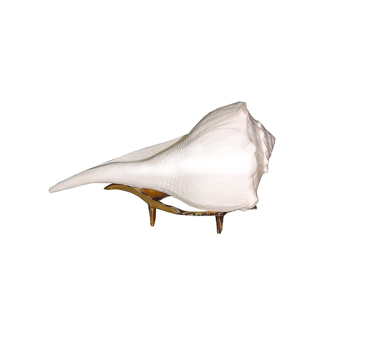 Original Dakshinavarti Shankh with Stand