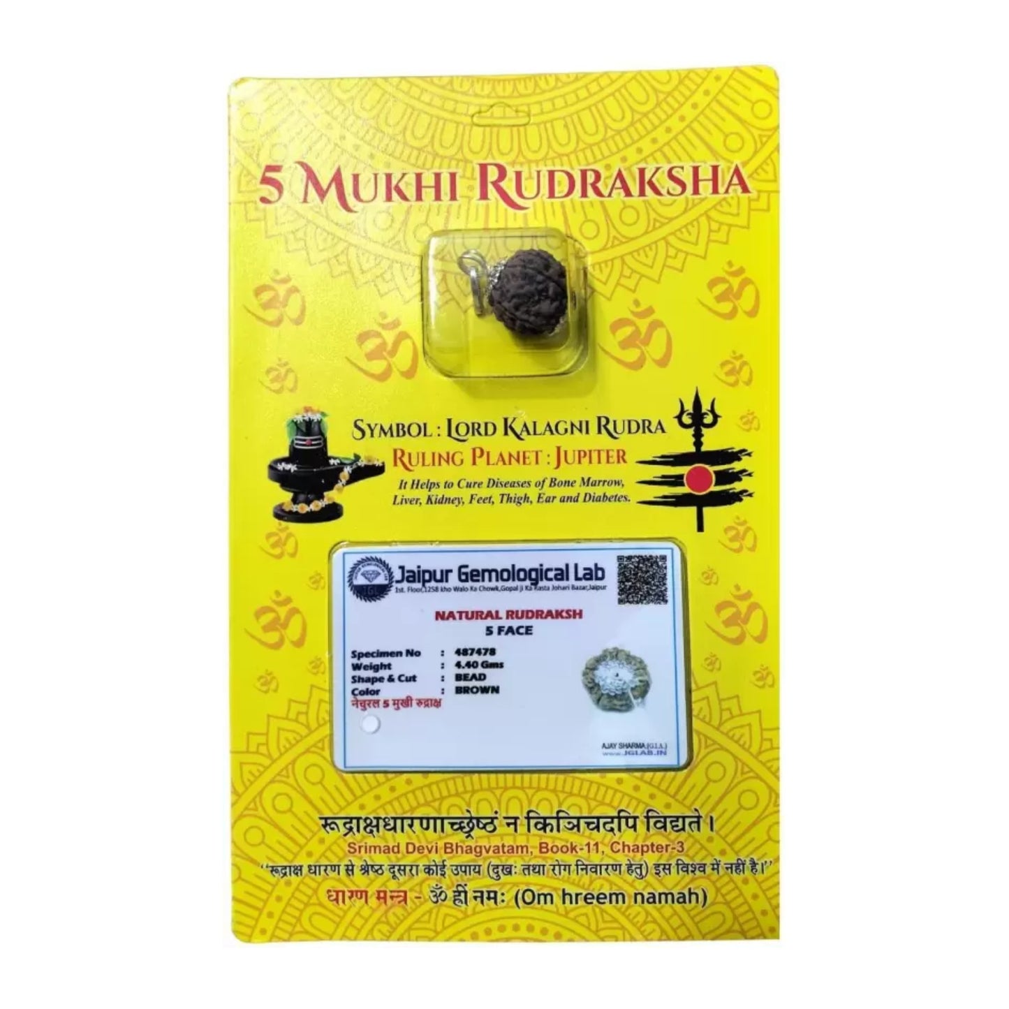 5 mukhi rudraksha