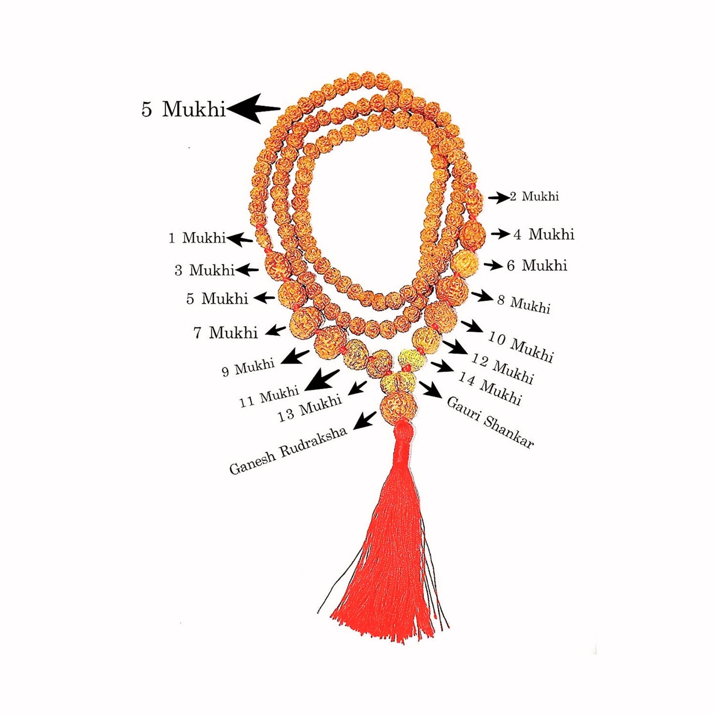 1 To 14 Mukhi Rudraksha With Gauri Shankar Kantha