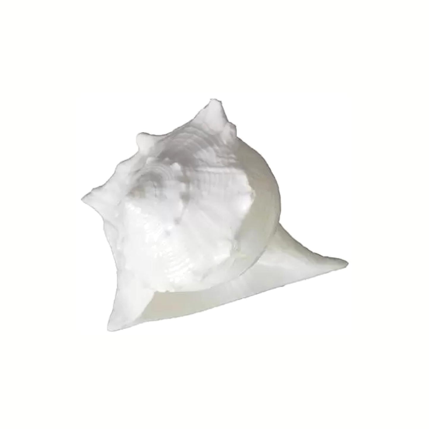 दक्षिणावर्ती शंख