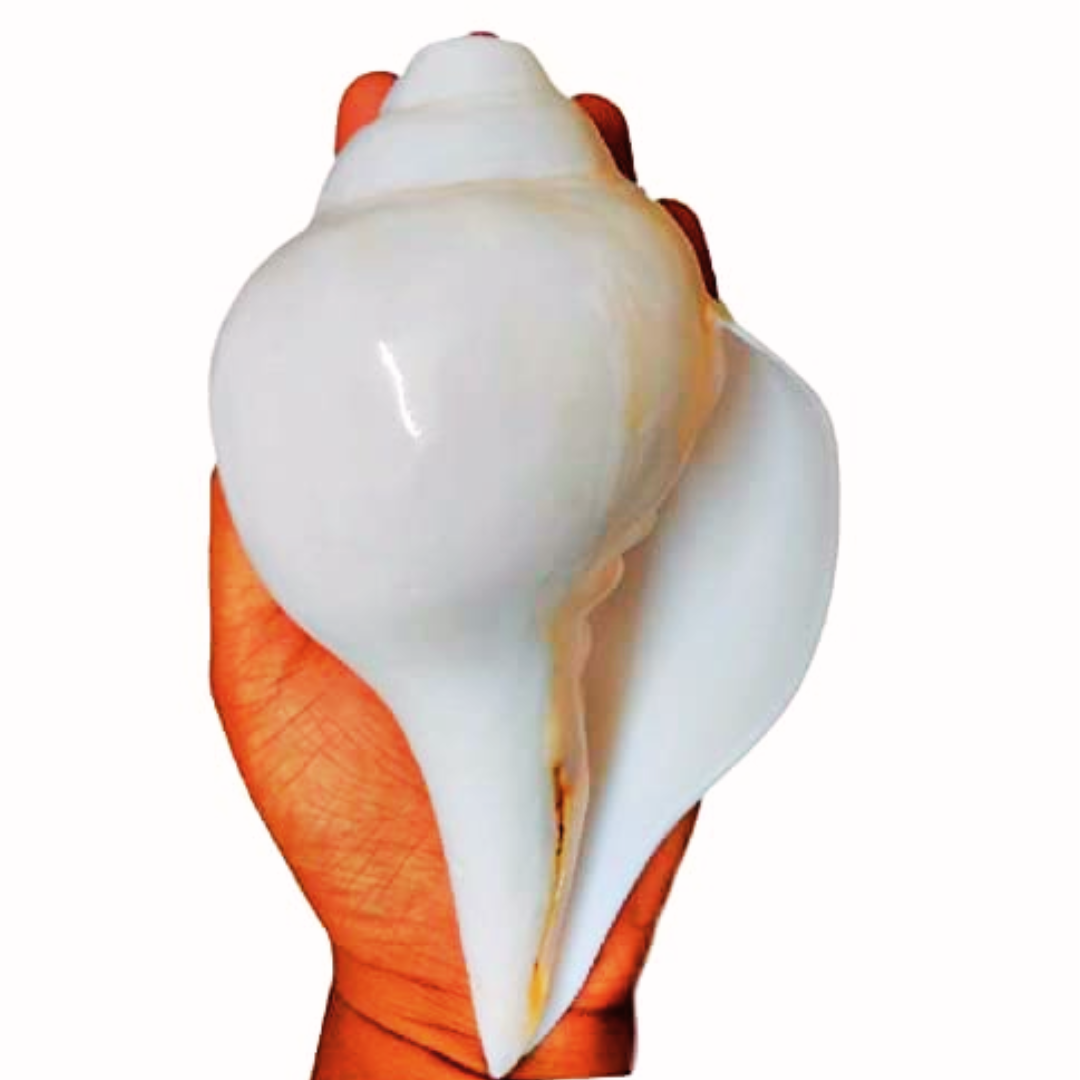 Big Size Vamavarti Natural Loud Blowing Shankh 8 inch with Brass Stand