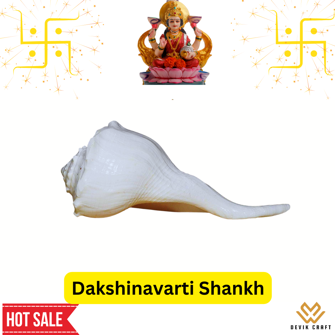 Dakshinavarti shankh for Pooja / दक्षिणावर्ती शंख / dakshinavarti shankh Original and Natural (5 Inch )