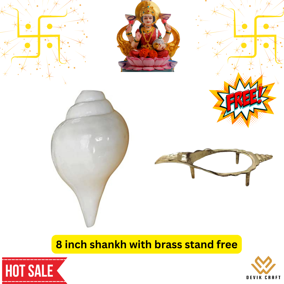 Big Size Vamavarti Natural Loud Blowing Shankh 8 inch with Brass Stand