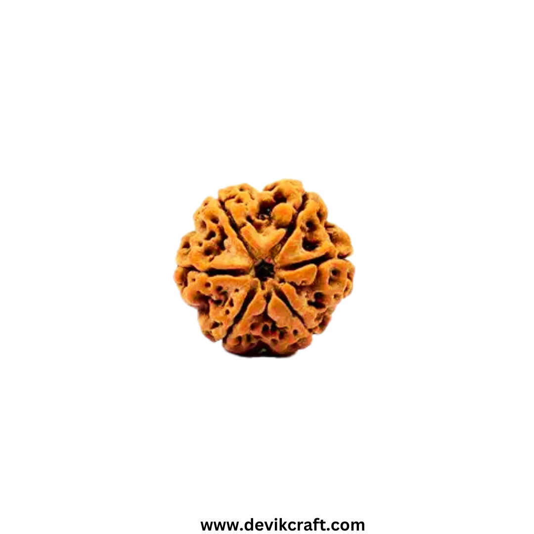 6 Mukhi Rudraksha - Certified Nepali Bead for Spiritual Balance
