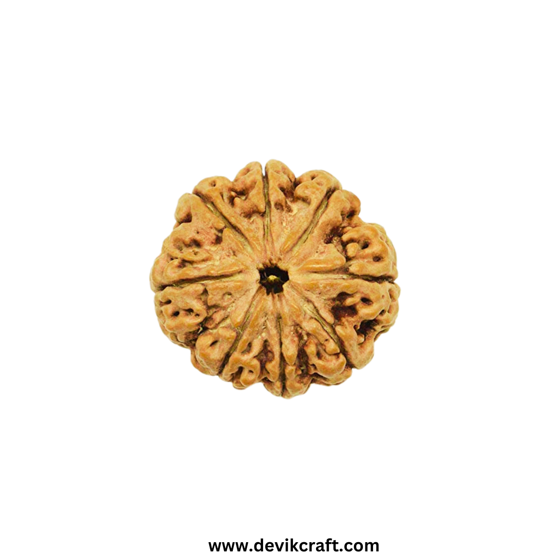 8 Mukhi Nepali Rudraksha - Spiritual Bead for Infinite Wisdom and Energy