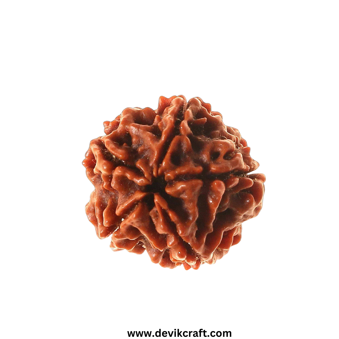 5 Mukhi Rudraksha - Certified Pure Siddha Bead