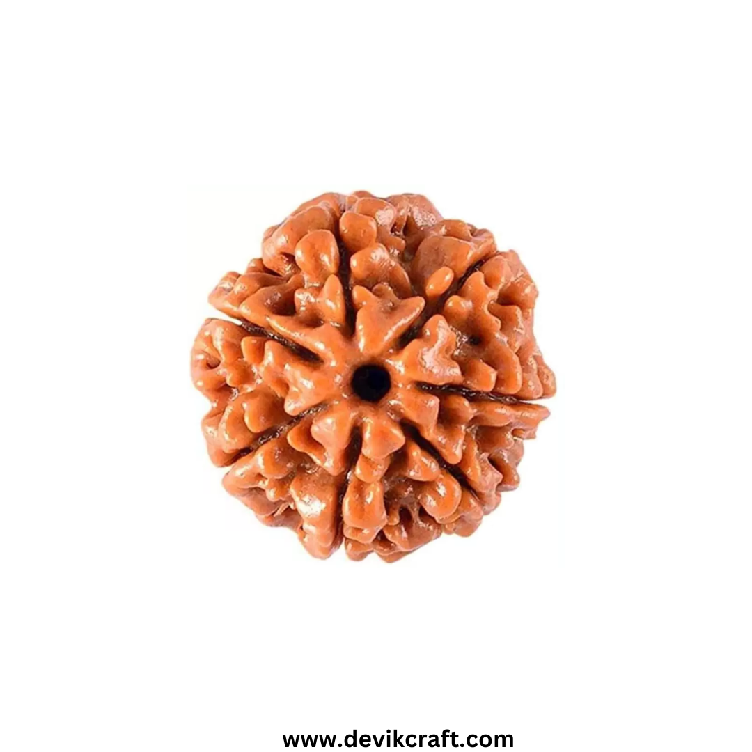 7 Mukhi Rudraksha Original Certified Natural