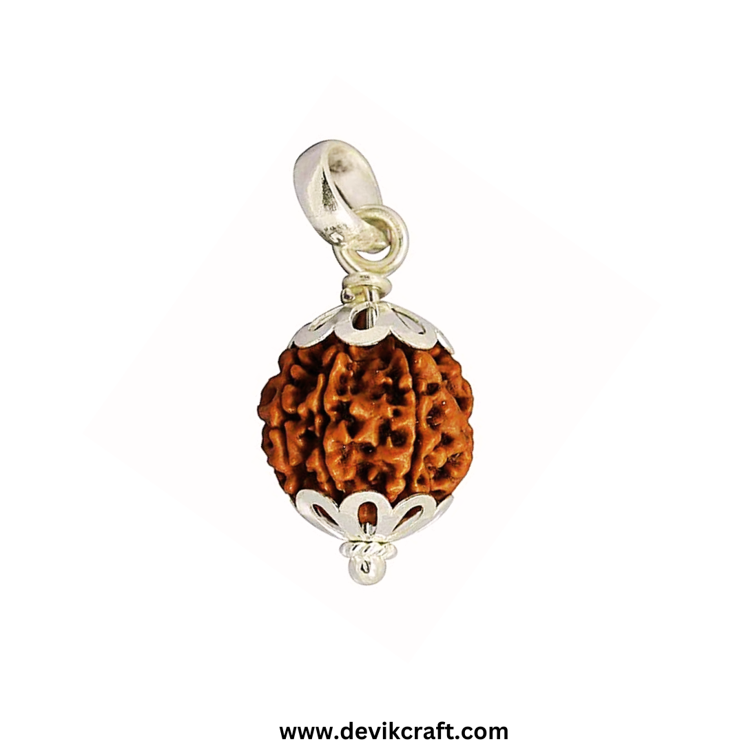7 Mukhi Rudraksha Original Certified Natural