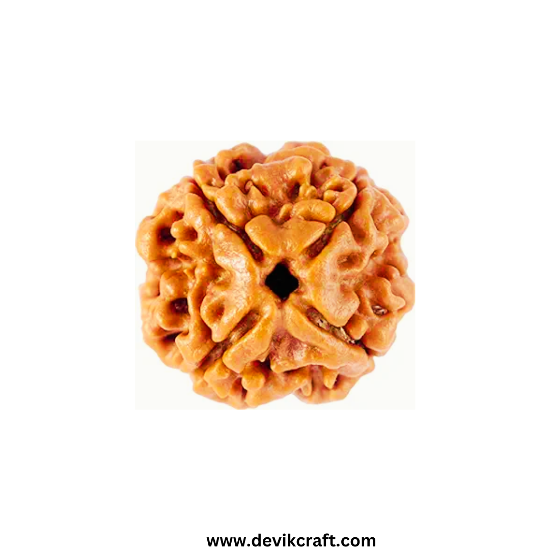 Natural 4 Mukhi Rudraksha - Genuine Spiritual Bead with Certification
