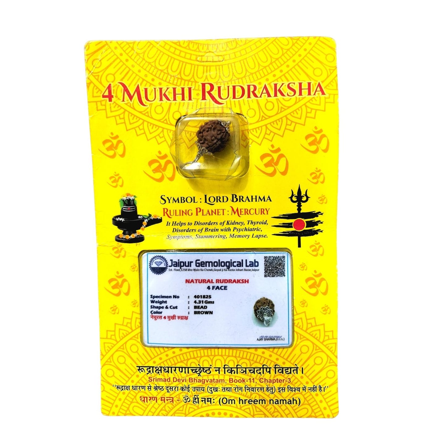 Natural 4 Mukhi Rudraksha - Genuine Spiritual Bead with Certification