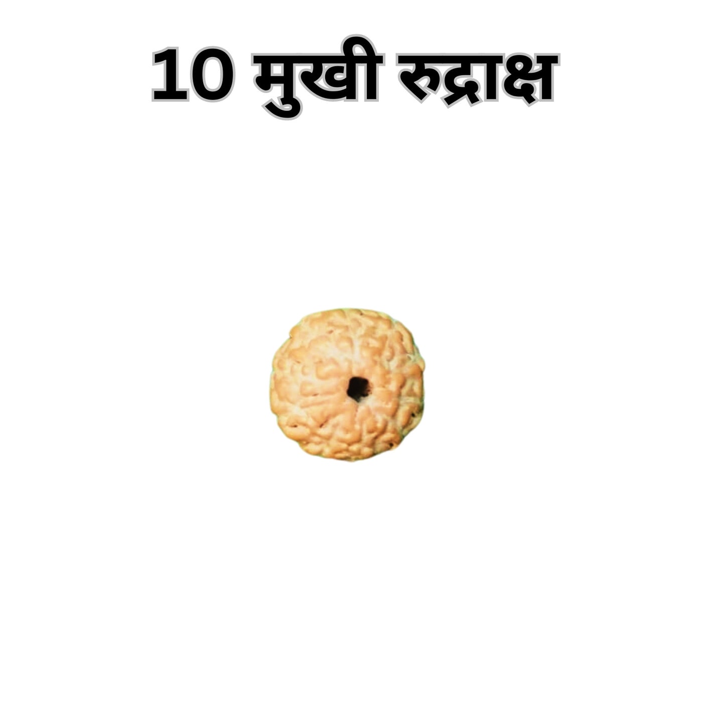 10 Mukhi Lab Certified Rudraksha