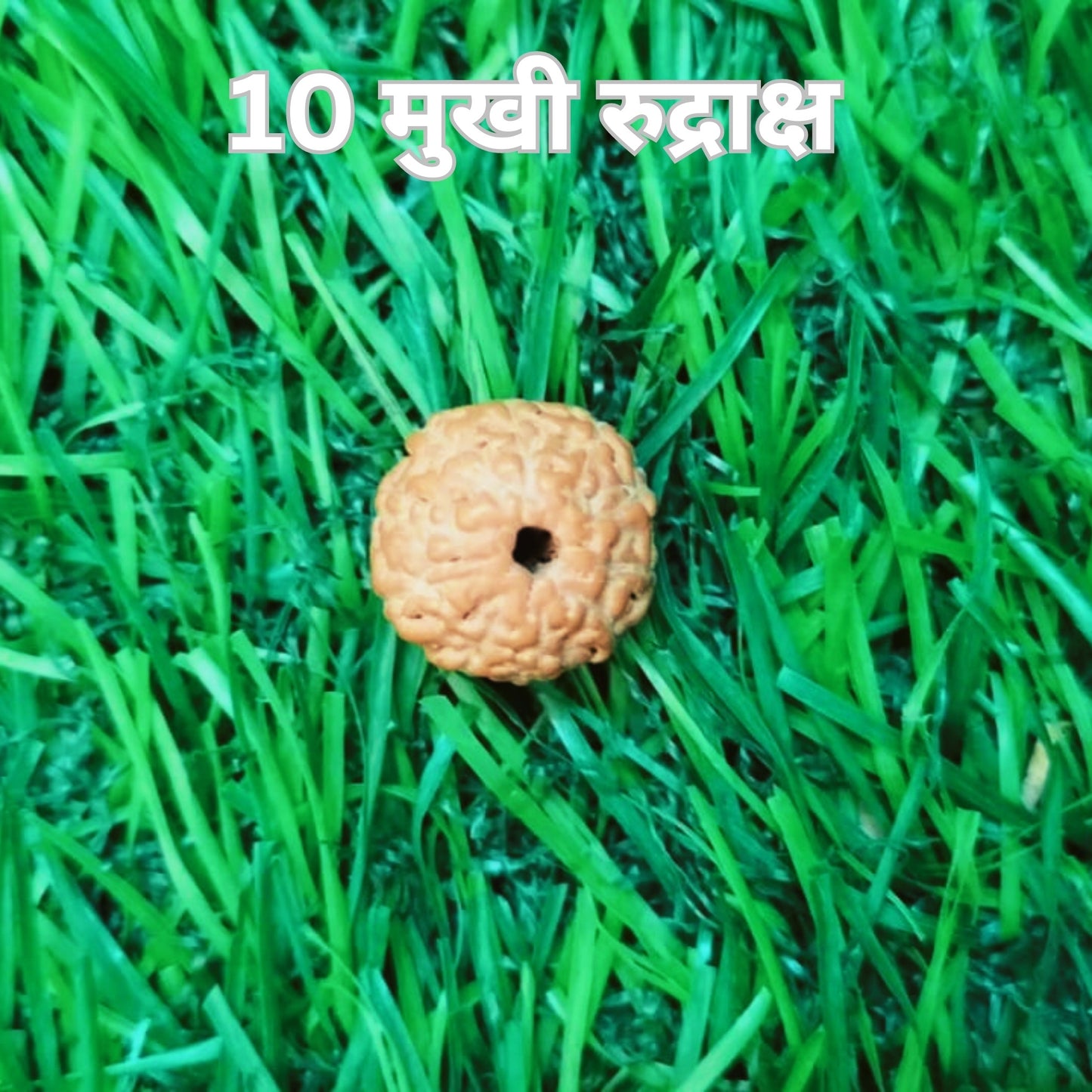 10 Mukhi Lab Certified Rudraksha
