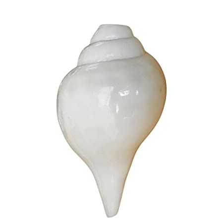 Big Size Vamavarti Natural Loud Blowing Shankh 8 inch with Brass Stand