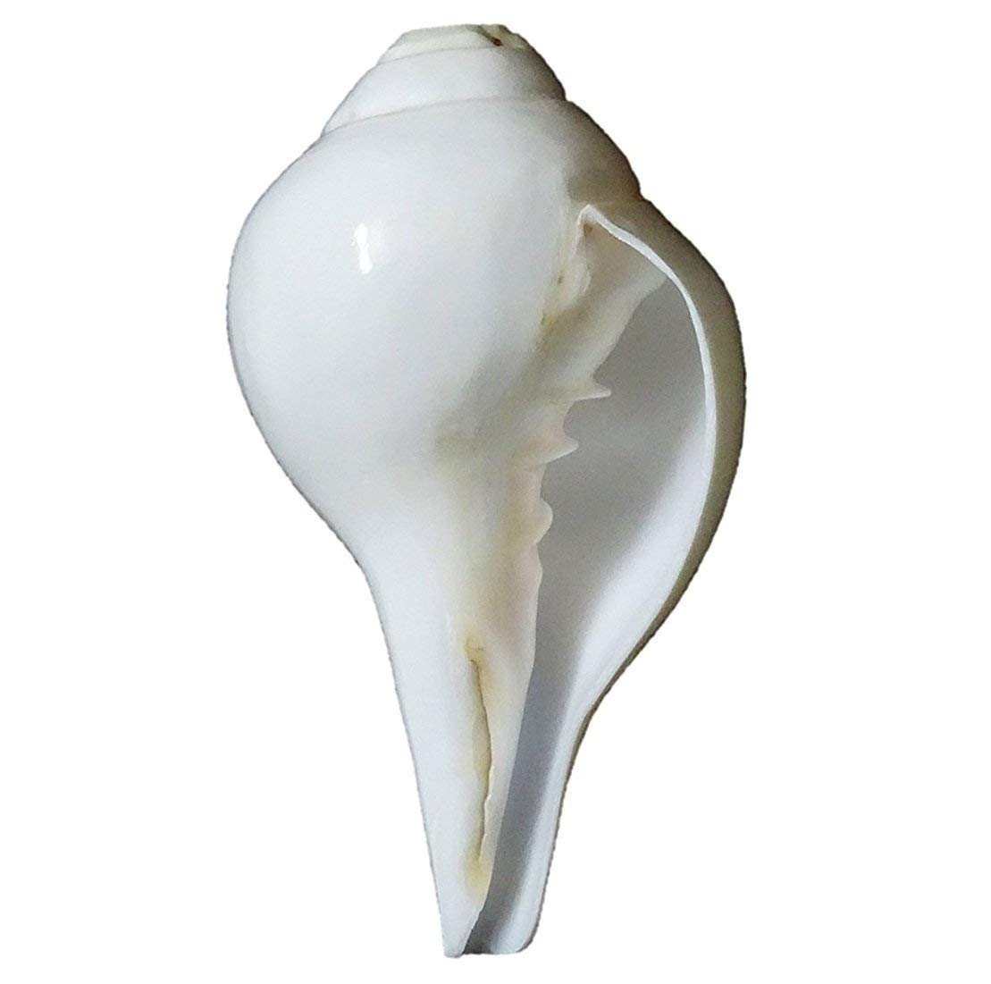 Shankh