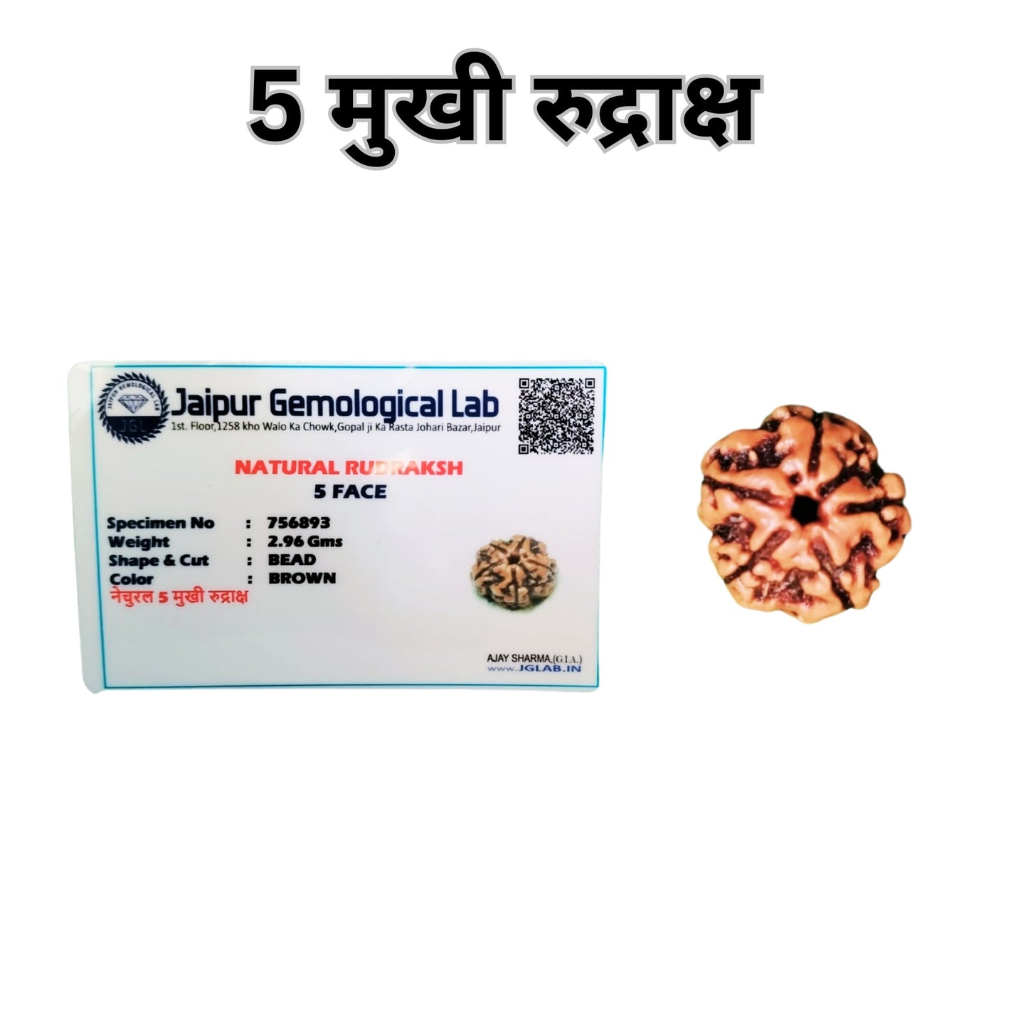 5 Mukhi Rudraksha - Certified Pure Siddha Bead