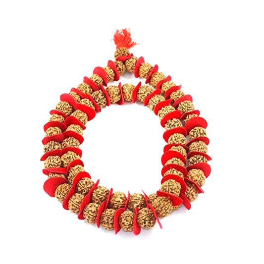 5 Mukhi Rudraksha