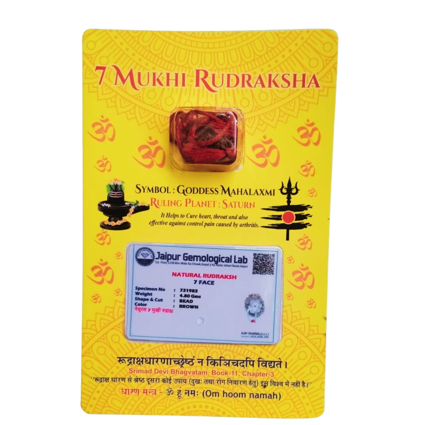 7 Mukhi Rudraksha Original Certified Natural